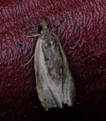 Olethreutes nigranum