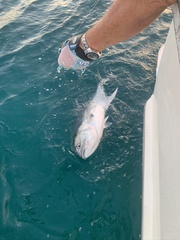 Caranx caninus