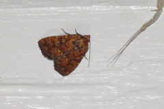 Perigea xanthioides