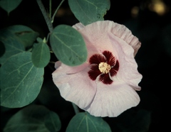 Gossypium sturtianum