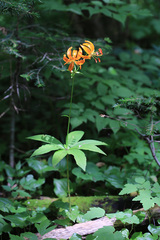 Lilium distichum