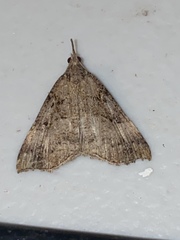 Hypena edictalis