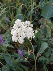 Daucus carota sativus