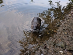 Myocastor coypus