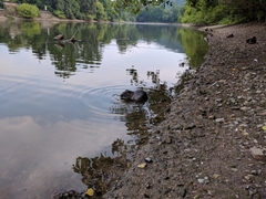 Myocastor coypus