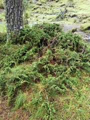 Juniperus monticola