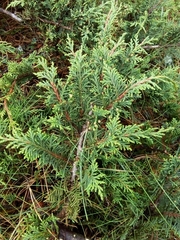 Juniperus monticola