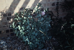 Gossypium sturtianum