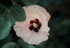 Gossypium sturtianum