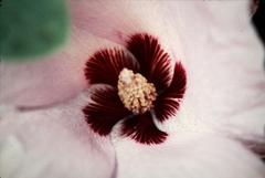 Gossypium sturtianum