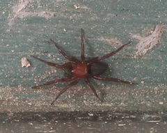 Gnaphosa sericata