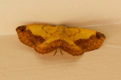 Antepione thisoaria