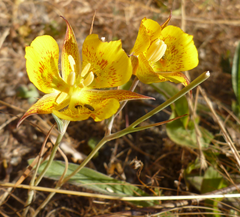 Calochortus luteus