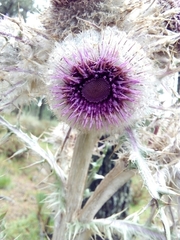 Cirsium nivale