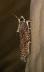 Argyrotaenia juglandana