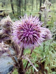 Cirsium nivale