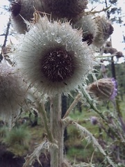 Cirsium nivale