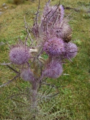 Cirsium nivale