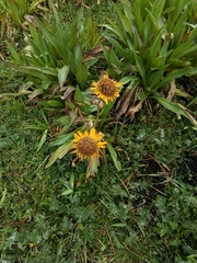 Hymenoxys integrifolia