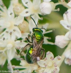 Augochloropsis viridula