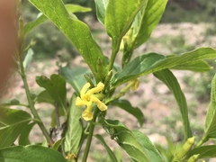 Mandevilla foliosa
