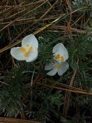 Weldenia candida
