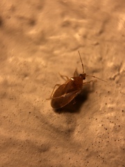 Cimicoidea