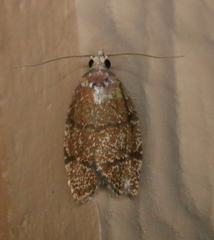 Argyrotaenia juglandana