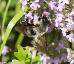 Megachile gemula