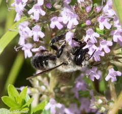 Megachile gemula