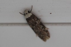 Endrosis sarcitrella