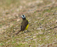 Myiozetetes cayanensis