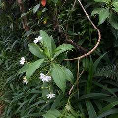 Scaevola gaudichaudiana