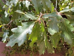 Quercus welshii