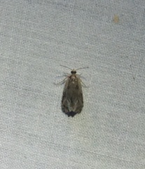 Olethreutes quadrifidum