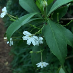 Scaevola gaudichaudiana