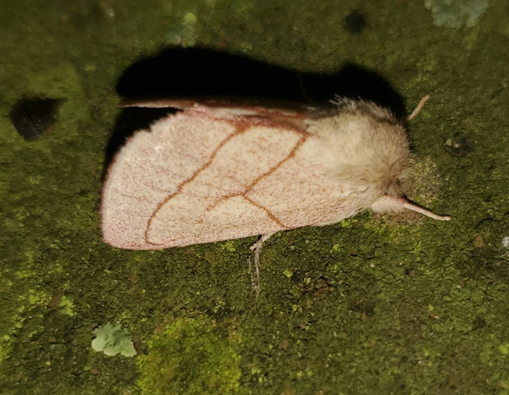 Hyparpax perophoroides