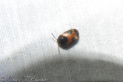 Mycetophagus punctatus