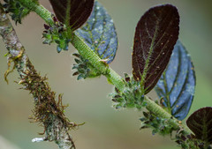 Columnea spathulata