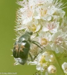 Trichiotinus affinis