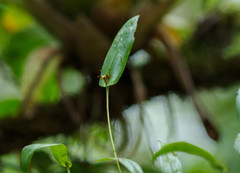 Pleurothallis dibolia