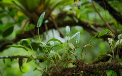 Pleurothallis dibolia