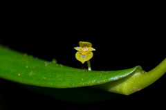 Pleurothallis dibolia