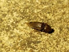 Elaterinae