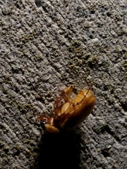 Cyclocephala borealis