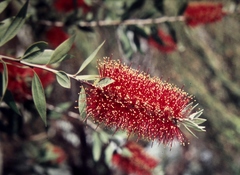 Melaleuca polandii
