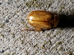 Cyclocephala borealis