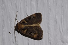 Pseudohermonassa tenuicula