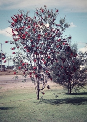 Melaleuca polandii