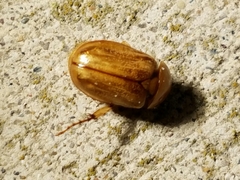 Cyclocephala borealis